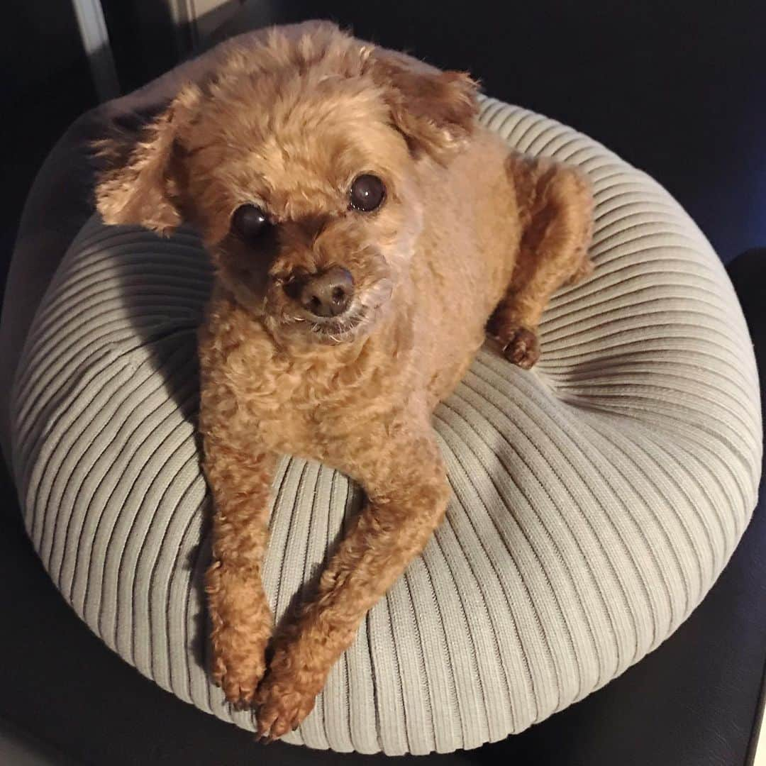 棚橋弘至さんのインスタグラム写真 - (棚橋弘至Instagram)「ハナ、ただいまー。 #toypoodle」2月21日 18時58分 - hiroshi_tanahashi