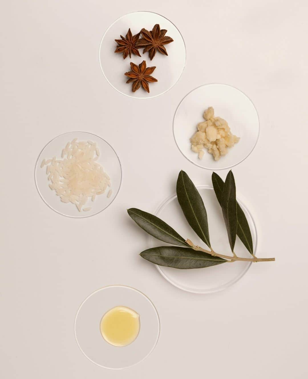カンパニードプロバンスのインスタグラム：「🔎 Focus sur les ingrédients de notre collection Version Originale.⁠ ⁠ 🌿 L'huile de son de riz : extraite de l'enveloppe d'un grain de riz, cette huile réunit du gamma-oryzanol, de la vitamine E et des phytostérols, puissants actifs antioxydants. Calmante et apaisante, elle est d'ailleurs connue pour nourrir et protéger des agressions extérieures.⁠ ⁠ 🌿 L'huile d'Olive bio : riche en acides gras, antioxydants polyphénols, et vitamines A, C, D et E, elle permet d’adoucir, protéger et nourrir la peau. La vitamine E favorise également la lutte contre les effets du vieillissement de la peau.⁠」