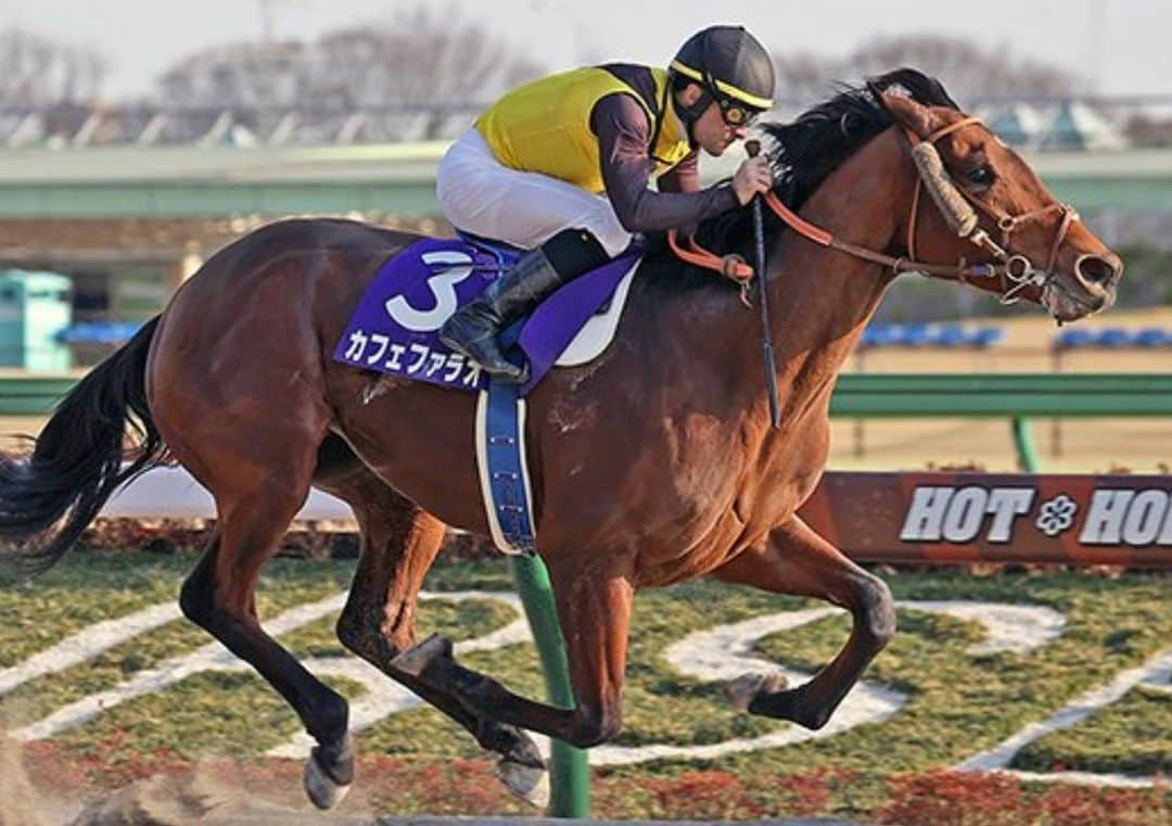 クリストフ・ルメールさんのインスタグラム写真 - (クリストフ・ルメールInstagram)「First G1 of the year and first strike 👊🏻!! Impressive CaféPharao !!! Thank you all . #jra#februarystakes#ルメール」2月21日 19時06分 - christophelemaire_officiel