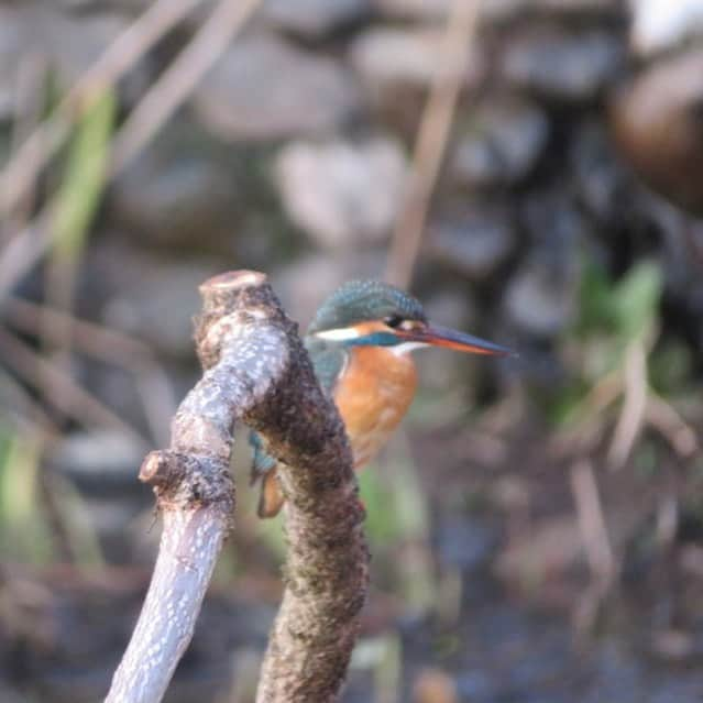 沢瀉美緒さんのインスタグラム写真 - (沢瀉美緒Instagram)「※ Walking in the park with my camera✨ . Kingfisher ✨ . お散歩日和はカワセミくんを見に✨ . 毎日、朝と夕方お出ましします。 . 八幡様の前か、ホタル池の近くが 見られるスポットですよー。 . . #洗足池公園 #洗足池 #翡翠 #カワセミ #kingfisher #野鳥」2月21日 19時04分 - mio_omodaka