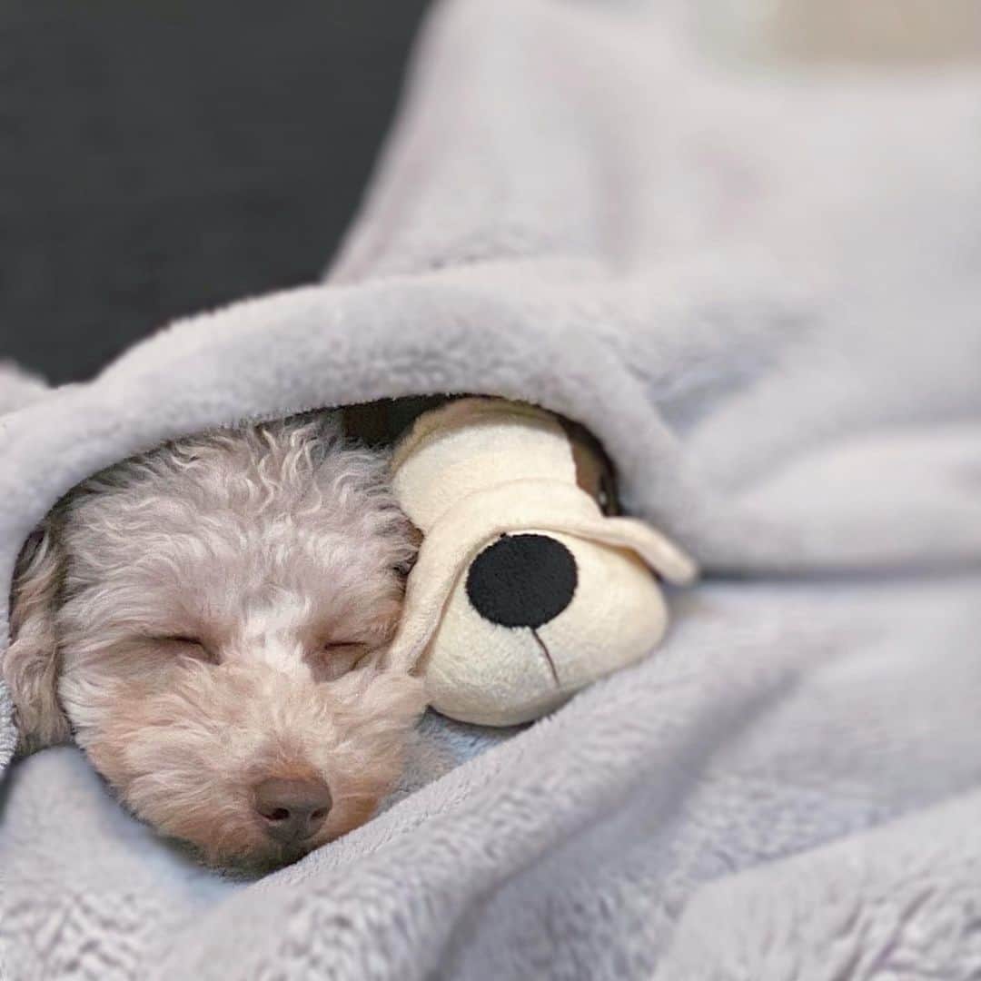 東野佑美さんのインスタグラム写真 - (東野佑美Instagram)「﻿ Best friend 💤💭﻿ ﻿ ﻿ ﻿ #犬スタグラム #犬バカ部 #犬のいる暮らし #トイプードル #doglover」2月21日 19時09分 - yumi.higashino