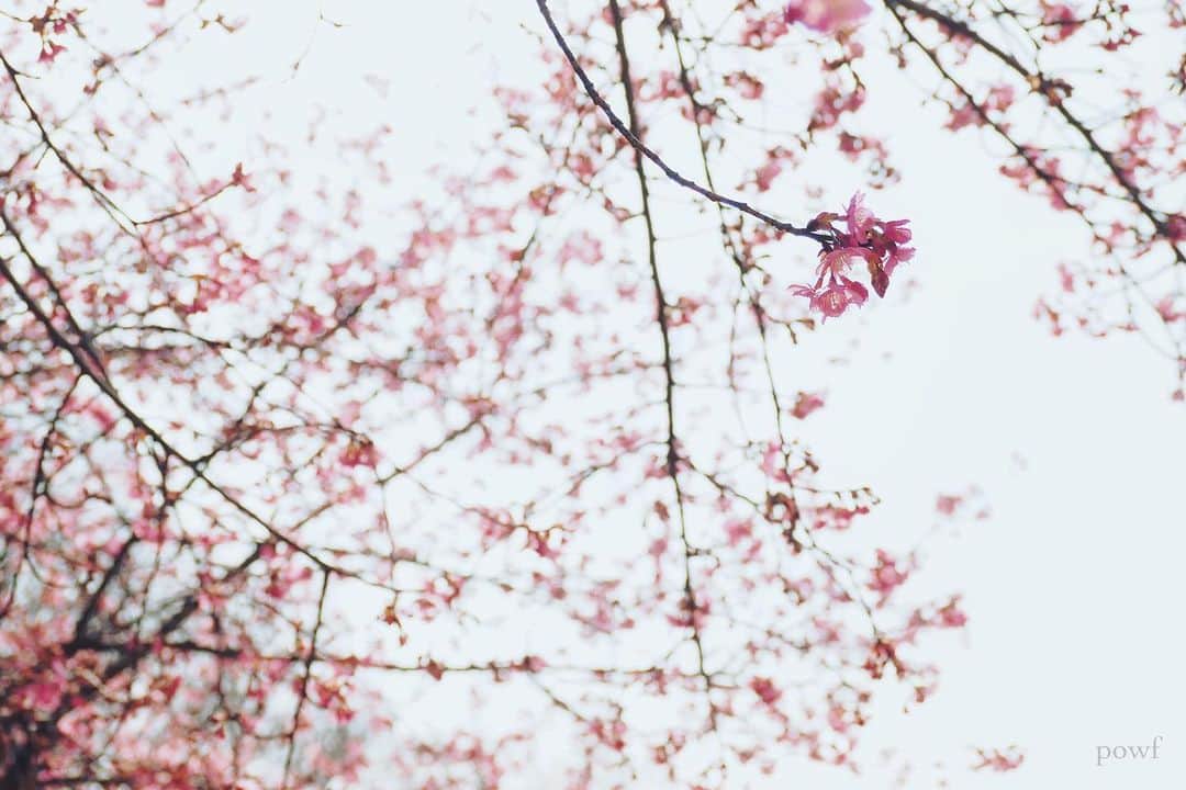 anemone_69さんのインスタグラム写真 - (anemone_69Instagram)「🌸 #カワヅザクラ #河津桜 #sakura #サクラ #桜 #cherryblossom . . .」2月21日 19時10分 - powf