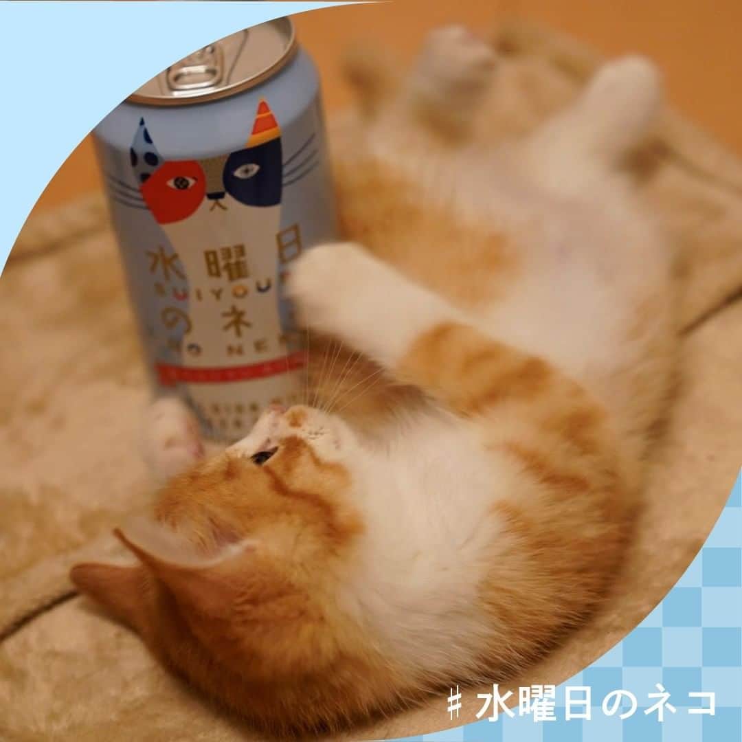よなよなエール/ヤッホーブルーイングのインスタグラム