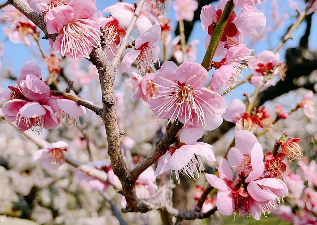 のインスタグラム：「大阪城までウォーキング👣﻿ ﻿ ﻿ 梅の花が綺麗に咲いてたよ🤍🌸🤍﻿ 上手く撮れてるね〜て言われたからのせちゃう✌︎﻿ ﻿ ﻿ コロナ禍で中々大好きな旅行にも行けなかった﻿1年🥺﻿ 綺麗に咲いてる梅の花を見て癒された🌿💞﻿ .﻿ .﻿ #shotiniphone#photo#大阪城梅林#梅の花#大阪城  ﻿ ﻿」