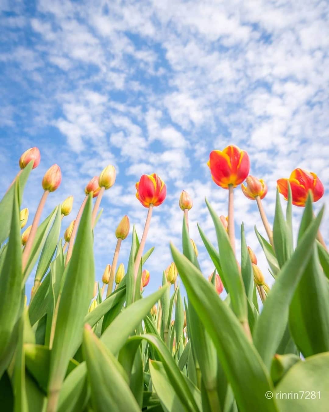 花の写真館のインスタグラム：「Photo by @rinrin7281.⠀ https://instagram.com/rinrin7281/⠀ .⠀ Original Post[投稿いただいたURL]⠀ https://www.instagram.com/p/CLY_7S4ALuf/⠀ .⠀ 本アカウントは、 #私の花の写真 をつけてInstagramに投稿された皆さまの花の写真や、「花の写真館」Facebookページで投稿された花の写真を紹介します。⠀ 「花の写真館」Facebookページは、「 @floral.photograph 」のプロフィールにあるURLからご覧ください。⠀ .⠀ ※各自、政府、自治体など公的機関の指示に従った行動をお願いします。⠀⠀ 東京カメラ部および分室では、写真を「見る楽しみ」を提供することを通して、微力ながら皆様にわずかな時間でも癒しをお届けしたいと思っております。⠀ ※本アカウントは東京カメラ部がFacebook、Instagramのサービスを利用して運営しているもので、Facebook社・Instagramとは一切関係ありません。⠀ .⠀ #花の写真館 #floralphotograph #floralphoto #flower #flowers⠀ Follow: @floral.photograph」