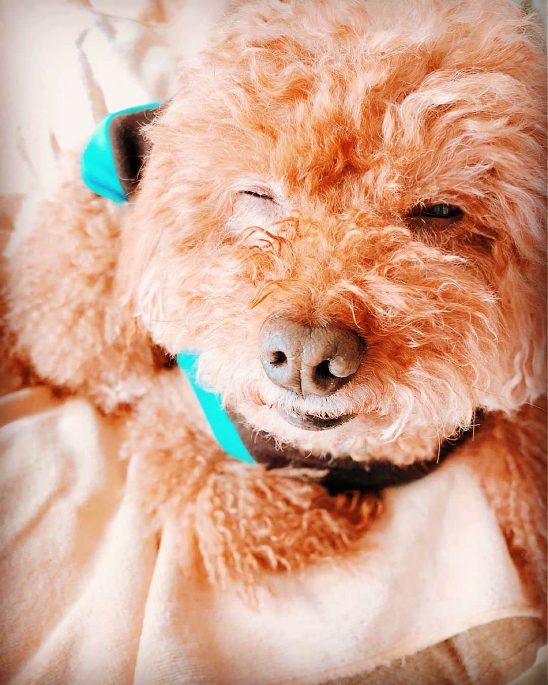 のインスタグラム：「ウィンクの練習（笑） * #藤澤ノリマサ  #fujisawanorimasa  #norimasafujisawa  #popopera #toypoodle  #poodle  #wink  *」