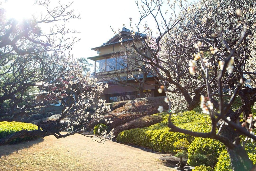 八芳園さんのインスタグラム写真 - (八芳園Instagram)「盆栽が立ち並ぶ「盆栽ロード」。 . 樹齢500年以上の逸品をはじめ、 いずれも手入れの行き届いた美しい枝振りです。 .  樹齢105年の盆栽「野梅」も 花をつけました。 .  盆栽ロードの入り口には河津桜、 出口には白梅が咲き誇り、 盆栽越しの 料亭 壺中庵の中庭にも 見事に花を咲かせる河津桜を望めます。 .  まさに花盛りの日本庭園。 .  花々の香りと可憐な春の色に 癒される時間をお過ごしください。」2月21日 19時39分 - happoen