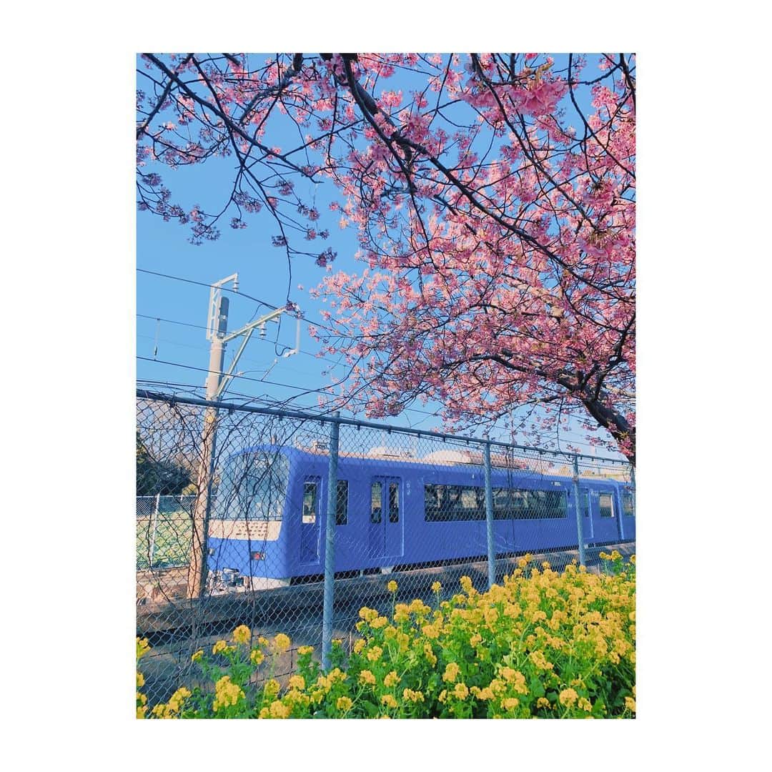 楠紗友里のインスタグラム：「* 今日は暖かかったですね❤︎  地元で見られるこのバランスが好き❤︎  また明日から頑張りましょう❤︎  *  #地元 #散歩 #京急 #河津桜 #菜の花 #春の香り」