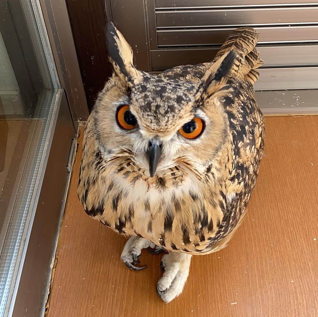 GEN3 Owlのインスタグラム：「ガルーはおすわりもできるんだよ🤗 Garu likes to sit down🤗  #owl #owlgaru #フクロウ」