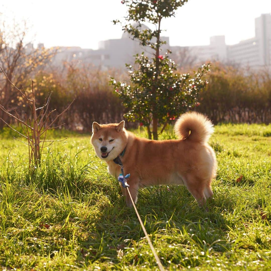 まる（まるたろう）さんのインスタグラム写真 - (まる（まるたろう）Instagram)「Work hard, play hard✨🐶☺️✨よく学び、よく遊べ、よく食べろ #特にお肉をよく食べろ #小野家の家訓 #ちゃんと守らないと🥴 #今日も楽しかったです」2月21日 20時07分 - marutaro