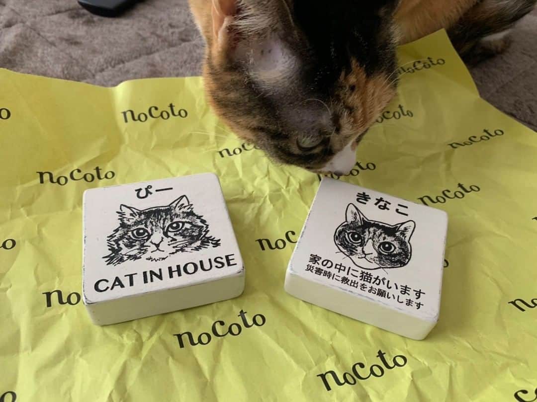 nocotoさんのインスタグラム写真 - (nocotoInstagram)「#ペット表札カルテ紹介   お名前：きなことぴー オーダーモデル：スクエアホワイト お客さまの感想：可愛い、最高、思っていた以上でとても幸せな気持ちになりました。友達のねこにもつくってあげたいです。  Sさま、嬉しい感想をお寄せ頂きありがとうございます！  こうして２つの表札に「CAT IN HOUSE!」と「家の中に猫がいます〜」を両方入れるって思いついておらず、素晴らしい〜っ！と唸った店長でした。表札として掲げた時に、どちらもアテンションになりますし、別々の置き場所でも活躍してくれますよね。Sさま、素敵なアイディア頂きました。ありがとうございます！  ペット表札、お問い合わせはお気軽にnocotoのLINEから。  #ペット表札 #petplate #cat #catitem」2月21日 20時00分 - nocoto_store