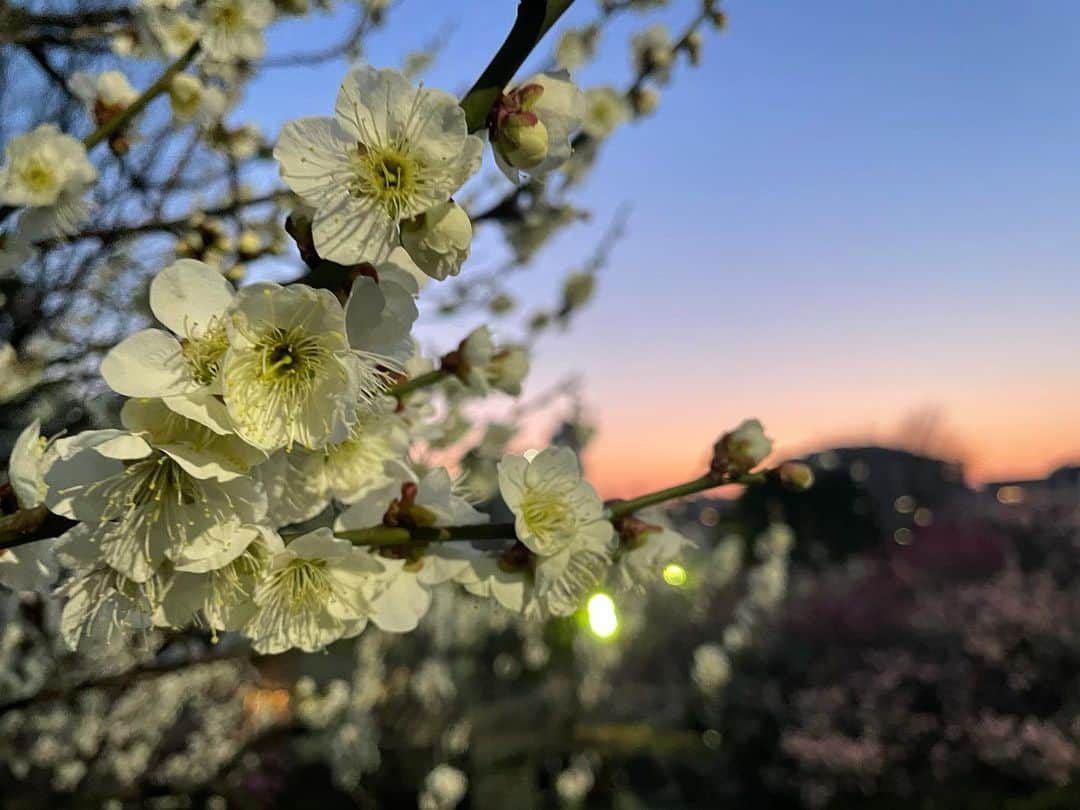 新井利佳のインスタグラム：「暑かった〜。今日。 人も多かったし。 梅も満開。  今天東京好熱🌸 在外面人好多好多🌞  #plumblossom #springday #japan_of_insta #japan_daytime_view #梅花開了 #梅花 #開花 #日本生活 #遛狗 #春天 #日子 #梅の花」