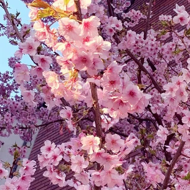 亀井京子（林京子）さんのインスタグラム写真 - (亀井京子（林京子）Instagram)「先程のストーリーで 私が桜だと勘違いからの  梅説　桃説　河津桜説🤣  お騒がせ致しました🤣  今日は朝から野球部6年生の卒団式でして  私泣きすぎた上に花粉症Maxで  こんな時間にまぶたに湿疹🤣  本当は子ども達の学校の近くにお引越しを考えていたものの  息子の野球卒団までお引越しをあきらめたくらい  素晴らしい指導者の方々と仲間たちのいるこのチーム。  私もあと二年、少年野球ママ生活がんばろう！⚾︎  #少年野球 #少年野球の母」2月21日 20時15分 - kyokokameiofficial