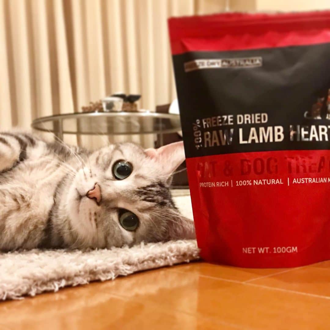 のインスタグラム：「Good morning! Bonjour!﻿ These are my treats for cats and dogs. Freeze dried raw lamb hearts and kangaroo cookies. My mom breaks them into small flakes and puts them on my food. Delicious😽 * おはようございますにゃん！ 犬猫兼用おやつ「フリーズドライオーストラリア」をいただきました！　カリカリ派のアランなら喜ぶかな？と思ったら、早速興味津々。今回は「ラムハーツ」と「カンガルークッキー」をいただきましたが、どちらも気に入ったみたい。あくまでおやつなので、私は少量をほぐしながら、食べ飽きかけたカリカリごはんの上にふりかけて「味変トッピング」にしています。 * 無添加で素材のお肉100%だから（カンガルークッキーも、クッキーみたいに見えるけどドライカンガルーマッスルミート100%）、トッピングやおやつ、栄養補助などによさそう！ * #FreezeDryAustralia #treats #catstagram #cat_features  #topcatphoto #cutepetclub #catsofinstagram #pr#cats_of_world #meowsandwoofs #meowvswoof﻿ #excellent_cats #catstocker  #bestmeow #INSTACAT_MEOWS #peco #animalsco #mofmo #みんねこ #ふわもこ部 #ねこのきもち #アメショー #アメリカンショートヘア #猫 #猫好きさんと繋がりたい #nekoclub#pr」