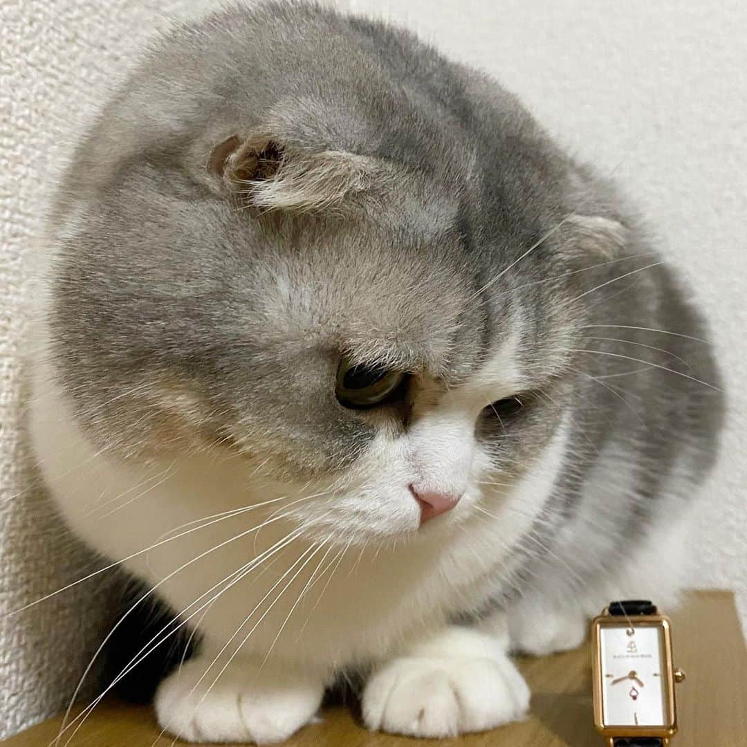 *eri*のインスタグラム：「こんばんは｡･*･:♪﻿ ﻿ ﻿ マンチカン風の低姿勢で﻿ 可愛い時計に興味津々です😸❤️﻿ ﻿ ﻿ ﻿ 以下PRです🙇‍♀️﻿ ﻿ 腕時計は4bwatches⌚️﻿ Vesta Black leather White Dial﻿ ﻿ thank you💝  @4bwatches_japan﻿ ﻿ ﻿ スクエア型で華奢な時計❤️﻿ 細身のレザーベルトが﻿ 手首をキレイに見せてくれそうです☺️💓﻿ ﻿ ﻿ 10%オフクーポンコード➡️【eritebo44】 ﻿  (期限は本日より1年間)﻿ ﻿ ﻿ 他にも沢山の素敵な時計があるので﻿ ぜひチェックしてみて下さいね☺️💖﻿ ﻿ ﻿ #PR﻿ #4bwatches#BLACKBYBLUEBRAVE#腕時計#時計#手元倶楽部#バレンタイン#ギフト#猫#ねこ#スコティッシュフォールド #ネコ #ねこ部 #にゃんこ #スコティッシュ#ニャンコ#ペット#スコ#猫部#cat #Scottishfold」