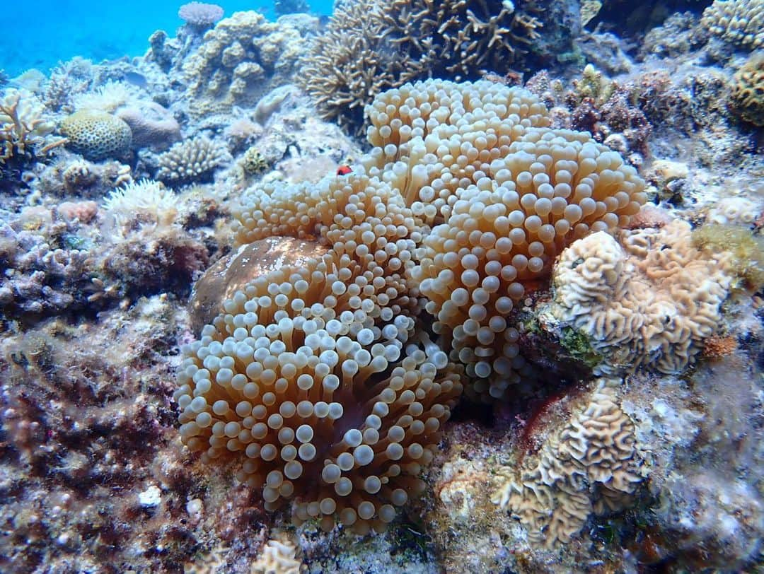 CHERIさんのインスタグラム写真 - (CHERIInstagram)「21/02/2021 Zamami island, Okinawa🐚 SUP & Snorkeling experience 💫  恥ずかしながら、、 Take time to do what makes your soul happyと思いました。  意外なお写真失礼します🧚🏻✨  盛れているかは別として、自分がこんな穏やかな顔していてびっくり😂  とてもとても沖縄離島とSUPが大好きです。  去年のこの時期に今では信じてもらえない程落ち込んでいて、友人達に半ば無理やり連れてきてもらった沖縄、好きの一部になってこの一年で4度目の訪問となりました。  日々慌ただしく過ごしていて、仲良い友人たちの住む地域も異なり、こんな状況下に陥り、友人達に会うのも実質1年ぶりとなりました。  会話していて1番驚いたのが、 ものすごく元気だね？ポジティブになったね？ と、とても変化をびっくりされちゃいました。  私が1番驚いてるんだけど😂  落ち込むこともあるけれど、、、 自分が幸せだ　とか　好きだと思う瞬間を大切にして大事にして愛そう！ と思いました🥰⭐️♡  2枚目には、みたら幸せになれると言われている　ウミガメちゃんのお写真をお裾分けです♡  2日連続でみれてなんで幸せものなんだ！」2月21日 20時16分 - hi_cherish.gram