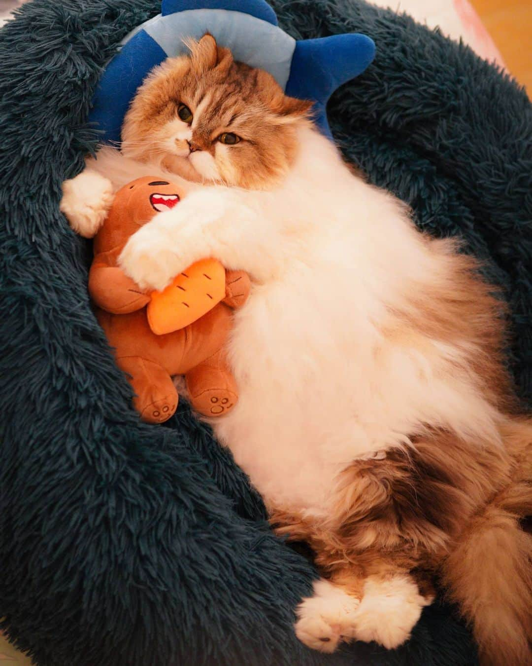 Kenshin & Chloeyのインスタグラム：「(swipe)🌧 Rainy Sunday is the best sleepZzz day 🐻😴❤ #catswithteddybears#cutecats」