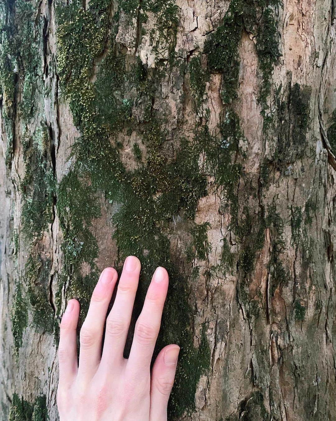 LINA（吉村リナ）さんのインスタグラム写真 - (LINA（吉村リナ）Instagram)「Whenever you get the chance, hug the trees 🌲🪐  全ては“小さな種”から始まるということを、木は教えてくれている気がする🌱  数日前、どこかどうしても胸がざわざわしていて、 エネルギーを変えるために近所の自然へ散歩に行きました。 ある１本の木の横に立ってしばらく目の前の木たちを眺めていたら、その隣の１本の木に感覚的に呼ばれた気がして、何も考えずにハグをしました。  そうしたら信じられないくらいに涙が溢れて止まらなくて。  『大丈夫だよ』  ってただそれだけが心に響いて、 全身をClean energy で洗い流してくれる、そんな感覚でした🕊🌳✨  理由はあってもなくてもいいので、 今度気になる木をハグしてみてください。何かが、変わるかも🌞🌝🪐💫♥️」2月21日 20時38分 - lina3336