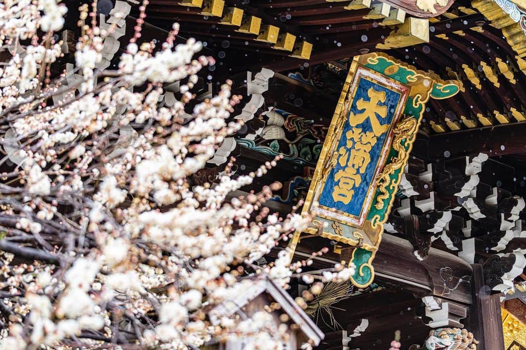 京都いいとこフォトさんのインスタグラム写真 - (京都いいとこフォトInstagram)「. 北野天満宮の梅と雪のコラボレーション。 寒さと暖かさを繰り返しながら、季節は一歩ずつ、春に近づいていきます。 . A collaboration between plum blossoms and snow at Kitano Tenmangu. The seasons approach spring step by step, repeating the cold and warmth. . .  Date : 2021.2.17 Location : #北野天満宮 #kitanotenmangu Photo : @iharalba  .」2月21日 20時40分 - kyoto_iitoko