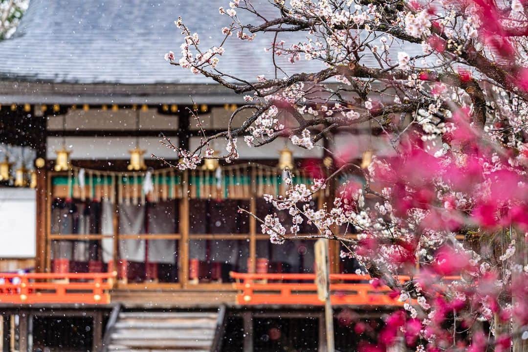 京都いいとこフォトさんのインスタグラム写真 - (京都いいとこフォトInstagram)「. 北野天満宮の梅と雪のコラボレーション。 寒さと暖かさを繰り返しながら、季節は一歩ずつ、春に近づいていきます。 . A collaboration between plum blossoms and snow at Kitano Tenmangu. The seasons approach spring step by step, repeating the cold and warmth. . .  Date : 2021.2.17 Location : #北野天満宮 #kitanotenmangu Photo : @iharalba  .」2月21日 20時40分 - kyoto_iitoko