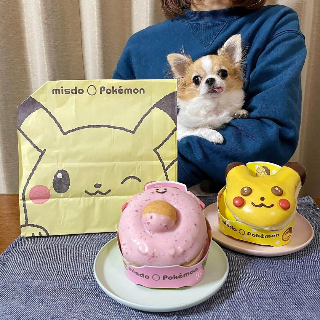 ちまさんのインスタグラム写真 - (ちまInstagram)「Too cute to eat !!  #Pokemon 🍩  いや、いつの話だよって感じなんですけど 3ヶ月前に食べたポケモンドーナツです🤣 (なんかPRっぽい写真になっちゃったけど違います笑)  人気すぎて行列ができると噂の ミスド×ピエールマルコリーニ食べた方いますか🐶？ 去年のピエールエルメより美味しそう❤️  ステイホームでおやつが捗りまくる。やば🐽  #chima #ちま #チワワ #chihuahua #ชิวาวา #ふわもこ部 #PECOいぬ部 #sniffandbarkens #WeeklyFluff #cutepetclub #doggy_lovings #dogs #dogsofbark #chihuahuaaddict #bestviideo #stayhome #staysafe #ポケモンドーナツ #ポケモン #ピカチュウ #pikachu #ミスド #misdo_meets #いつかのおやつ」2月21日 20時43分 - chima.chihuahua