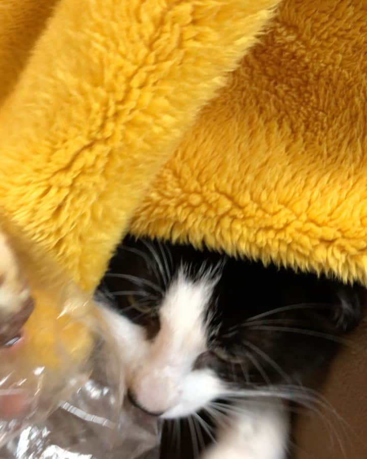 ぽんずのインスタグラム：「あさごはん泥棒  #ねこ#猫#cat#猫好き#親バカ#はちわれ#ハチワレ#はちわれ猫#ハチワレ猫#白黒猫部#にゃんすたぐらむ#ilovecat#猫大好き#うちの猫自慢#白黒猫 #我が家のぽんずくん #ちゅーちゅー妖怪」