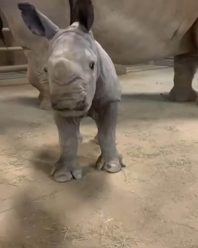 Beautiful Nature & Animalsのインスタグラム：「Baby rhino needs a good brushing 🦏  Tag a friend   by: @jinxtheclown」