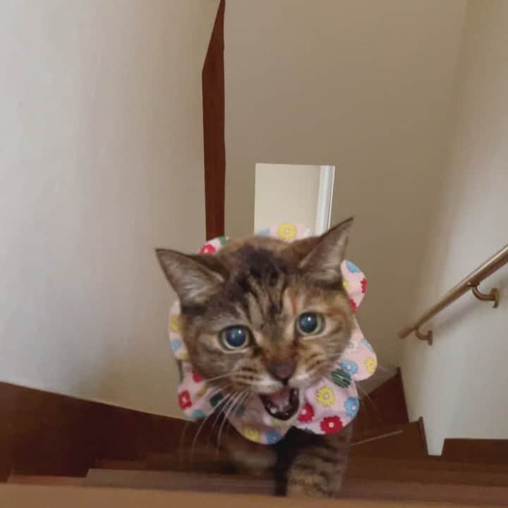 maimocotoのインスタグラム：「#20歳のモコ 🌼 最近、こわいくらい元気なモコ。目を離した隙にチコと1階に降りて遊んでいたみたい👀 ラプロスというお薬にしてからもうすぐ4年。メキメキと体力も付いてきた感じです。体に合ったんだね。本当にありがたいです✨ステージ2とかならお薬で悪くなるのを遅らせる事が出来ると思います。（モコは7年前にステージ2）だから、最低でも年に1度は愛猫ちゃんに血液検査をしてあげてください。（よくDMで健康相談も受けるのですが、連れて行った時はステージ4とかになっていたとか聞くとつらくて。。） ＊ ＊ 『ちー、モコちゃんと遊んだりお昼寝するのが大好きなの❤︎』 ＊ ＊ #19歳差姉妹は仲良し #楽しい老後を過ごしています #真っ黒なまくろ は無事に去勢手術おわりました✨ハンモックでくつろぐのが好きです❤︎傷口癒えたらケージ 生活終わりにしようね。」