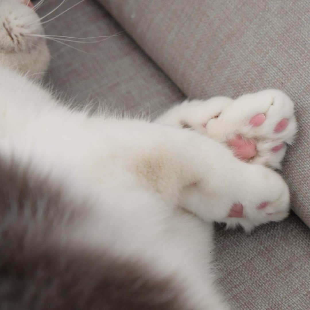 catinberlinのインスタグラム：「Just because we know you love paws. 😅💗 www.catinberlin.com」