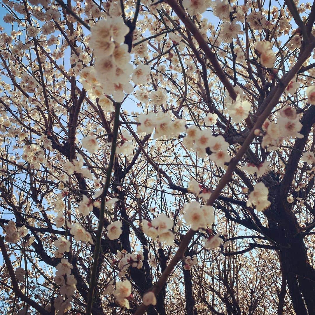 max―Reinaさんのインスタグラム写真 - (max―ReinaInstagram)「ポカポカ陽気で気持ちよかった〜☺️☘️﻿ ﻿ 桜が咲き始めて、いよいよ春が近付きました🌸✨﻿ ﻿ #ポカポカ陽気﻿ #桜が咲いた﻿ #今日はサッカーDAY﻿ #身体を動かして気持ち良い〜﻿ #春が顔を覗かせた」2月21日 21時16分 - reina017max