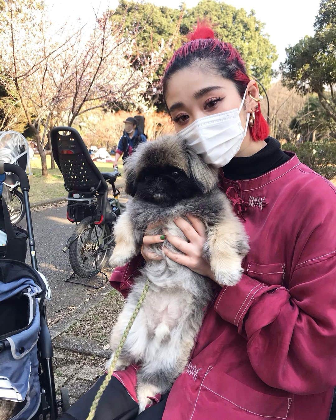 上田愛子のインスタグラム：「今日はポカポカ陽気だったので ぺきちゃんと #駒沢公園 に行ったよー☀️  @black_weirdos の新しいお洋服を着て💕 かわいいお洋服着てお出かけしてる時が一番幸せ💕  楽しかったね！！！ また行こうね！！！  #駒沢オリンピック公園  #ペキニーズ #ペキニーズ大好き #北京犬 #ペキニーズ #pekingese #pekistagram #peki #pekingesepuppy #pekingeselove #pekines #ペキニーズフォーン #ぺきすたぐらむ #ペキスタグラム #ペキ郎 #鼻ぺちゃ部 #鼻ぺちゃ #ふわもこ部 #犬のいる暮らし  #🐕 #🐨 #🦍 #🐶 #ペキ郎」