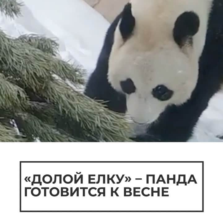 RIAノーボスチのインスタグラム：「Панда Жуи в Московском зоопарке решил, что наступающее 23 февраля — отличный повод избавиться от елки. А вы уже убрали новогодние украшения?」
