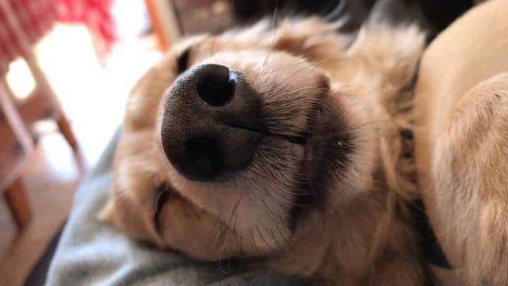 のインスタグラム：「ぴくっ。#ロコ#昼寝中#minituredachshund #dachshundlove #dachshundsofinstagram #instadog #ミニチュアダックスフンド#ミニチュアダックスフント#ミニチュアダックス#ダックス多頭飼い#メルロコ一家の横須賀ストーリー #ライブドアブログ公式ブロガー」