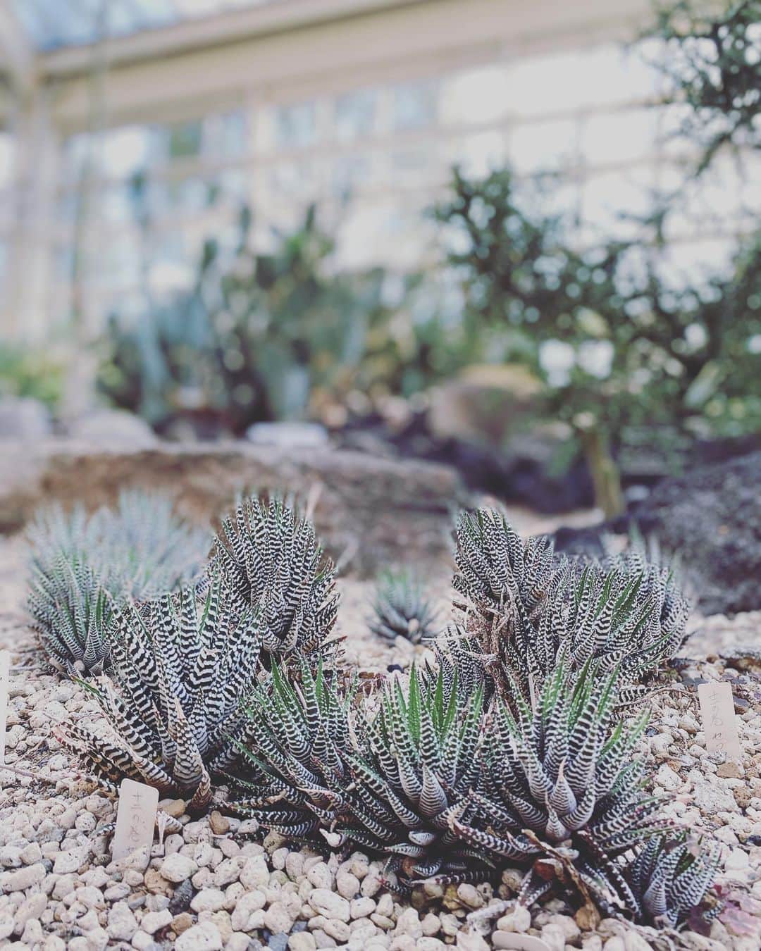 MACKA-CHINのインスタグラム：「Haworthia fasciata 自然は美しいですなぁ〜　　#十二の巻」