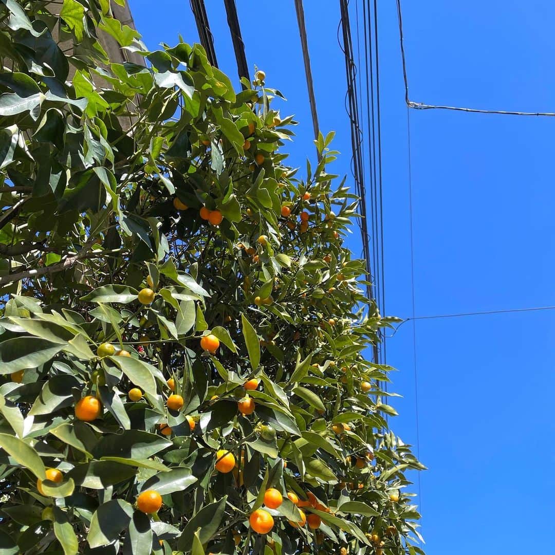 江崎ななほのインスタグラム：「🍊」