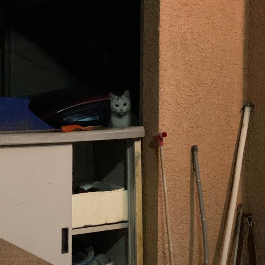 Kachimo Yoshimatsuのインスタグラム：「可愛いい子来た。 #うちの猫ら #猫 #そとの猫ら #ねこ #cat #ネコ #catstagram #ネコ部 http://kachimo.exblog.jp」