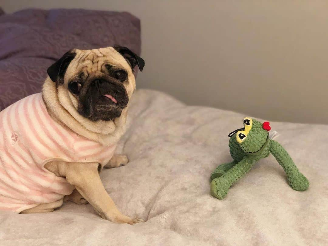 真飛聖さんのインスタグラム写真 - (真飛聖Instagram)「おもちです🐶  『ケロケロ🐸』は なんでこんなにごきげんなんだろうと‥‥あたしゃみつめています。  そして  みんなから ベロが おそろいだね といわれました👅  ほんとですね♡おもち🐶  #パグ#pug#女の子 #おもち日記 #おもち」2月21日 21時35分 - sei_matobu