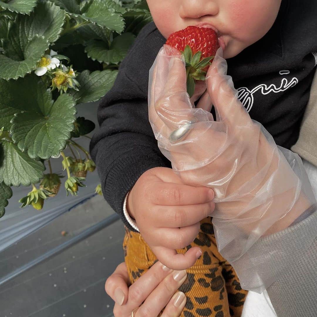 樽見麻緒のインスタグラム：「いちご狩り🍓🧺 去年行った時はまだbaby過ぎて寝てたけど 今年は大きなお口でたくさん食べれて大満足だね❤︎ 7個くらいは食べてた👦🏻🤣 平和ないい休日でした✌︎ ׅ #いちご狩り#休日#休日の過ごし方#息子#男の子ママ#1歳男の子#男の子コーデ#キッズコーデ#親バカ部#新米ママ」