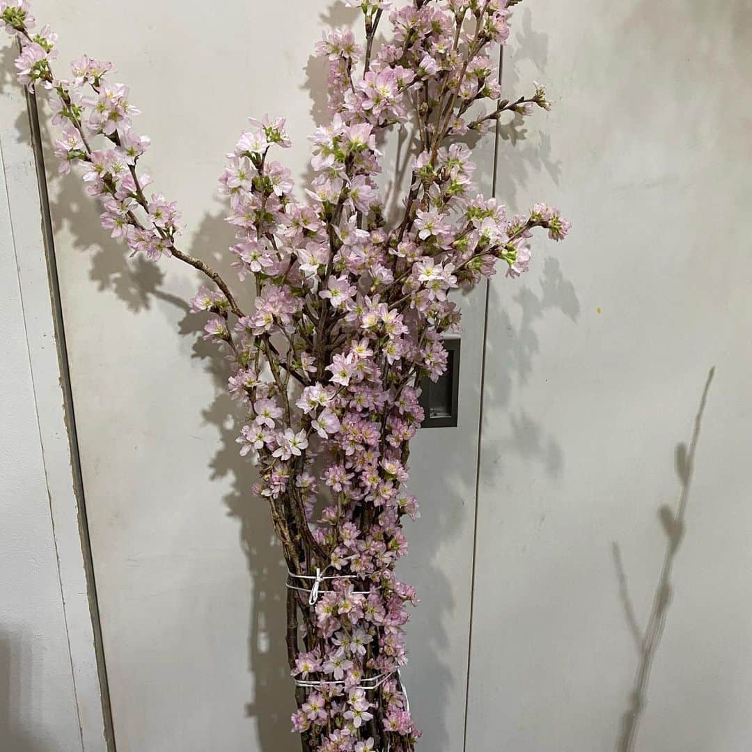 SPRiNGさんのインスタグラム写真 - (SPRiNGInstagram)「撮影のタイミングに合わせて、椿と桜をキレイに咲さかせて用意してくれたlogiさん🌸✨ありがとうございました😄　エディターSに教えてもらったこちらのお花屋さん😆いつもお洒落な花が揃っているので表参道に行った際は、ぜひ立ち寄ってみてください🙋‍♀️  #花屋 #logi #エディターO」2月21日 21時50分 - spring_tkj