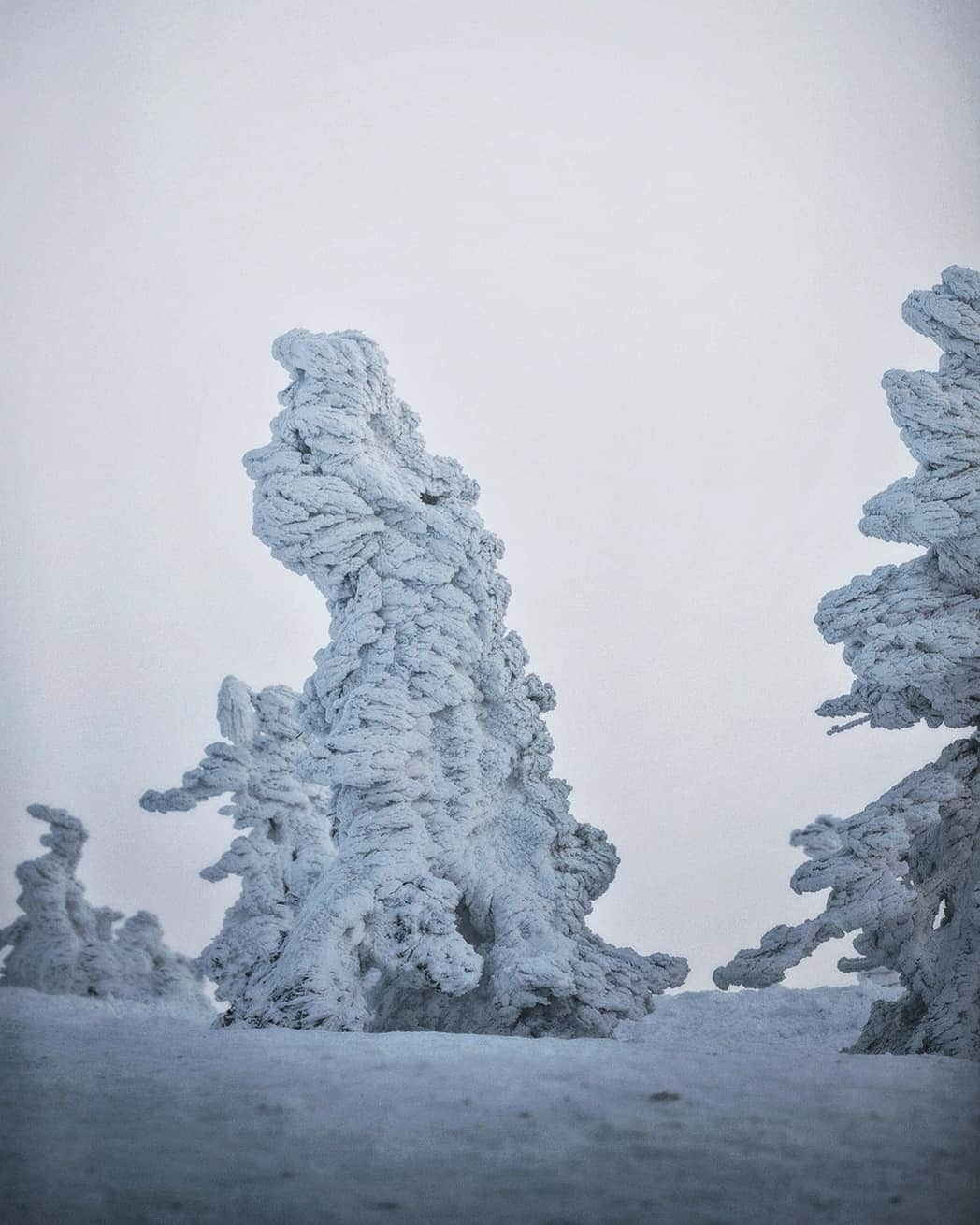 Berlin Tokyoさんのインスタグラム写真 - (Berlin TokyoInstagram)「In the harsh winter, the ice on Mt. Hakkoda is like a panorama created by nature. A fantastic white world unfolds in front of your eyes. . . Juhyo (tree ice) refers to the cold winds from Siberia that originally froze old fields as snow and turned them into moisture at temperatures below 0 degrees Celsius, which became strong winds and stuck to evergreen trees in cold areas and snowy mountains as ice.  The huge juhyo are called "snow monsters" because of their appearance.  The cold at the top of the mountain was the coldest I had ever experienced in my life. . . . #hellofrom Aomori, #japan」2月21日 21時58分 - tokio_kid