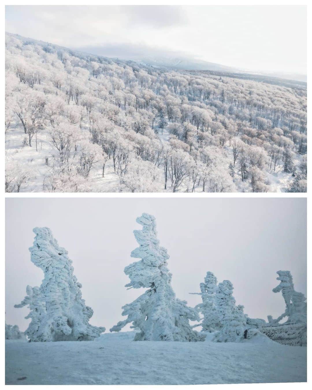 Berlin Tokyoさんのインスタグラム写真 - (Berlin TokyoInstagram)「In the harsh winter, the ice on Mt. Hakkoda is like a panorama created by nature. A fantastic white world unfolds in front of your eyes. . . Juhyo (tree ice) refers to the cold winds from Siberia that originally froze old fields as snow and turned them into moisture at temperatures below 0 degrees Celsius, which became strong winds and stuck to evergreen trees in cold areas and snowy mountains as ice.  The huge juhyo are called "snow monsters" because of their appearance.  The cold at the top of the mountain was the coldest I had ever experienced in my life. . . . #hellofrom Aomori, #japan」2月21日 21時58分 - tokio_kid