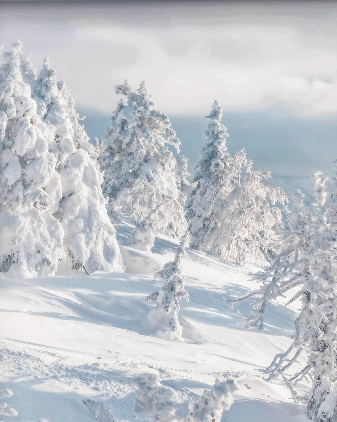 Berlin Tokyoさんのインスタグラム写真 - (Berlin TokyoInstagram)「In the harsh winter, the ice on Mt. Hakkoda is like a panorama created by nature. A fantastic white world unfolds in front of your eyes. . . Juhyo (tree ice) refers to the cold winds from Siberia that originally froze old fields as snow and turned them into moisture at temperatures below 0 degrees Celsius, which became strong winds and stuck to evergreen trees in cold areas and snowy mountains as ice.  The huge juhyo are called "snow monsters" because of their appearance.  The cold at the top of the mountain was the coldest I had ever experienced in my life. . . . #hellofrom Aomori, #japan」2月21日 21時58分 - tokio_kid