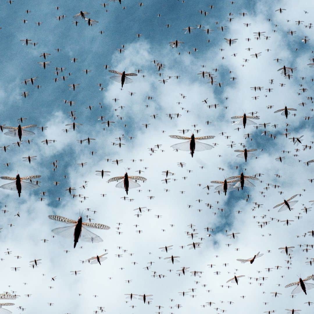 のインスタグラム：「AFP Photo 📷 @yasuyoshi_chiba - A picuture taken on February 9, 2021, shows a swarm of desert locust fly after an aircraft sprayed pesticide in Meru, Kenya. The United Nations Food and Agricultural Organisation works with a variety of Kenyan security, logistics and charter companies who have expanded their operations to closely track swarms of locusts in East Africa, before dispatching teams to targeted areas to spray the insects with pesticides to prevent damage to crops and grazing areas.It has been over a year since the worst desert locust infestation in decades hit the region, and while another wave of the insects is spreading through Somalia, Ethiopia and Kenya, the use of cutting edge technology and improved co-ordination is helping to crush the ravenous swarms and protect the livelihoods of thousands of farmers.」