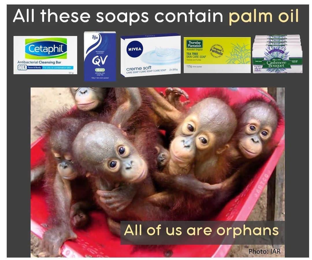 OFI Australiaのインスタグラム：「______________________________ 🦧 OFIA President: Kobe Steele kobe@ofiaustralia.com | OFIA Patron: Dr Birute Galdikas @drbirute @orangutanfoundationintl @orangutan.canada www.orangutanfoundation.org.au 🦧 🧡 🦧 #orangutan #orphan #rescue #rehabilitate #release #BornToBeWild #Borneo #Indonesia #CampLeakey #saveorangutans #sayNOtopalmoil #palmoil #deforestation #destruction #rainforest #environment #nature #instanature #endangeredspecies #criticallyendangered #wildlife #orangutanfoundationintl #ofi #drbirute #ofiaustralia #FosterAnOrangutan」