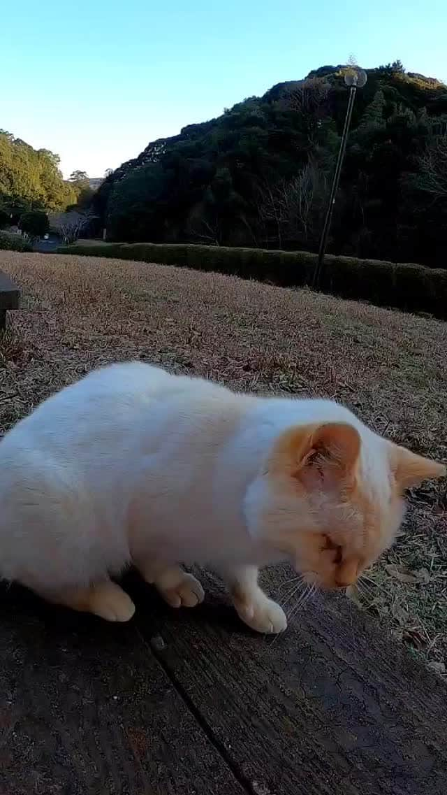 感動猫動画のインスタグラム