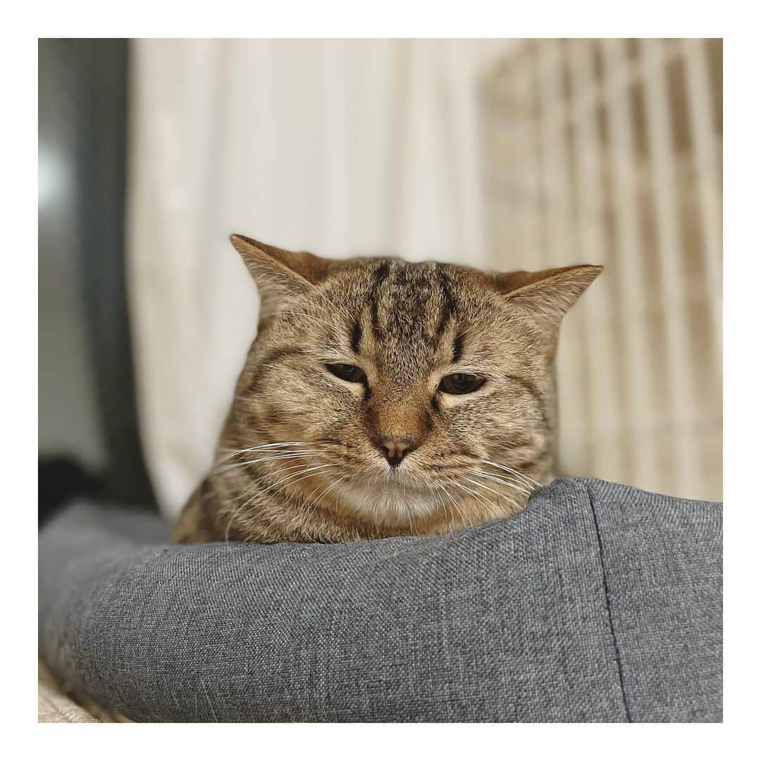 こむぎのインスタグラム：「* かもちゃんって首ないよねって 旦那に言われた時の写真🤣  かもちゃんはお目目も小さくて癒し系✨ マニア向けとなっています👐  2枚目からはかもちゃんコレクション どのかもちゃんがお好きですか？🤗  ーーーーーーーーーーーーーーーーーーーーーーーー  里親募集掲載用アカウント→ @comugineko  3匹(かめ、さくら、しし)は関東地方 11匹は東海地方で里親様募集中です(遠方相談🆗) #岐阜多頭崩壊レスキュー #里親募集 #里親募集中 #保護猫 🐈‍⬛」