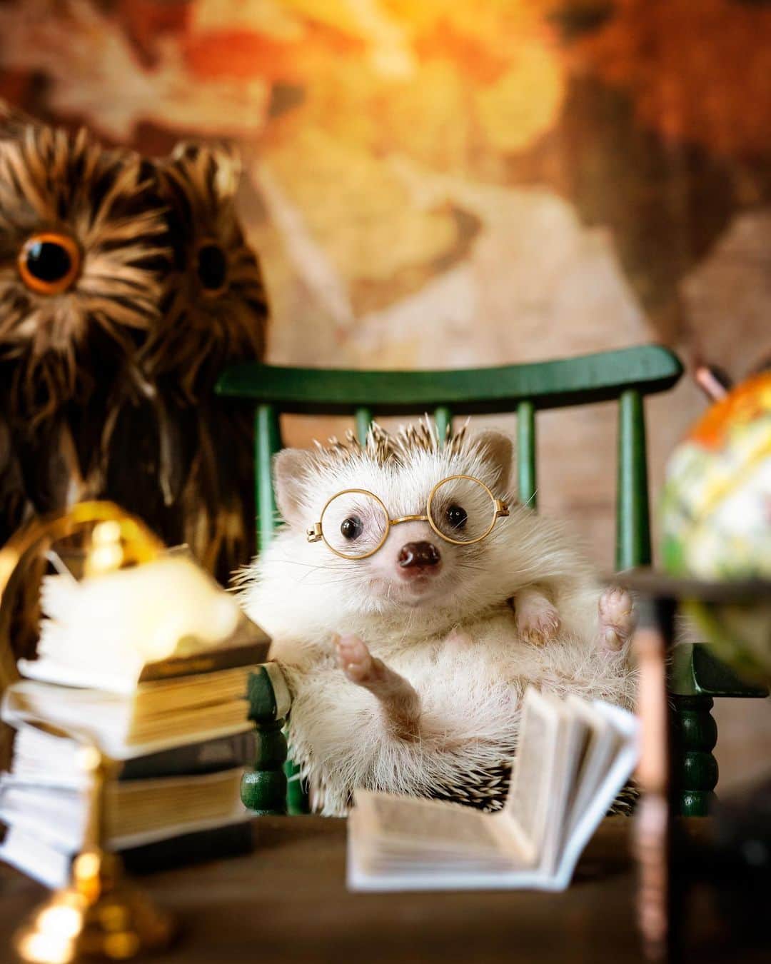 のインスタグラム：「Hedgehogwarts Librarian🥸🦉🌍🔎📚」