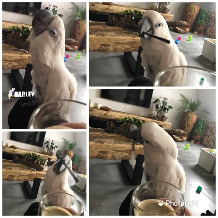 ? Enjoy Harley's Lifeのインスタグラム：「Coffeetime☕️ is time to twirlthespoontime🥄🤣#happy#mommysgirl #coffeetime #parrot#petsofinstagram #instagood #instagram #instadaily #instalike #instamood #birdsofinstagram #bird」