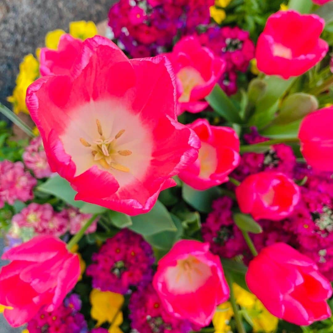 清水あすかのインスタグラム：「どちらかを選べと言われたら、 【花より団子】ですww でもお花も大好きですww💐 今日は元気が出るお花を見つけたので撮りたくなりました💕 は〜るよこい♪  #asukahimeflower  #flowers  #love  #pink」