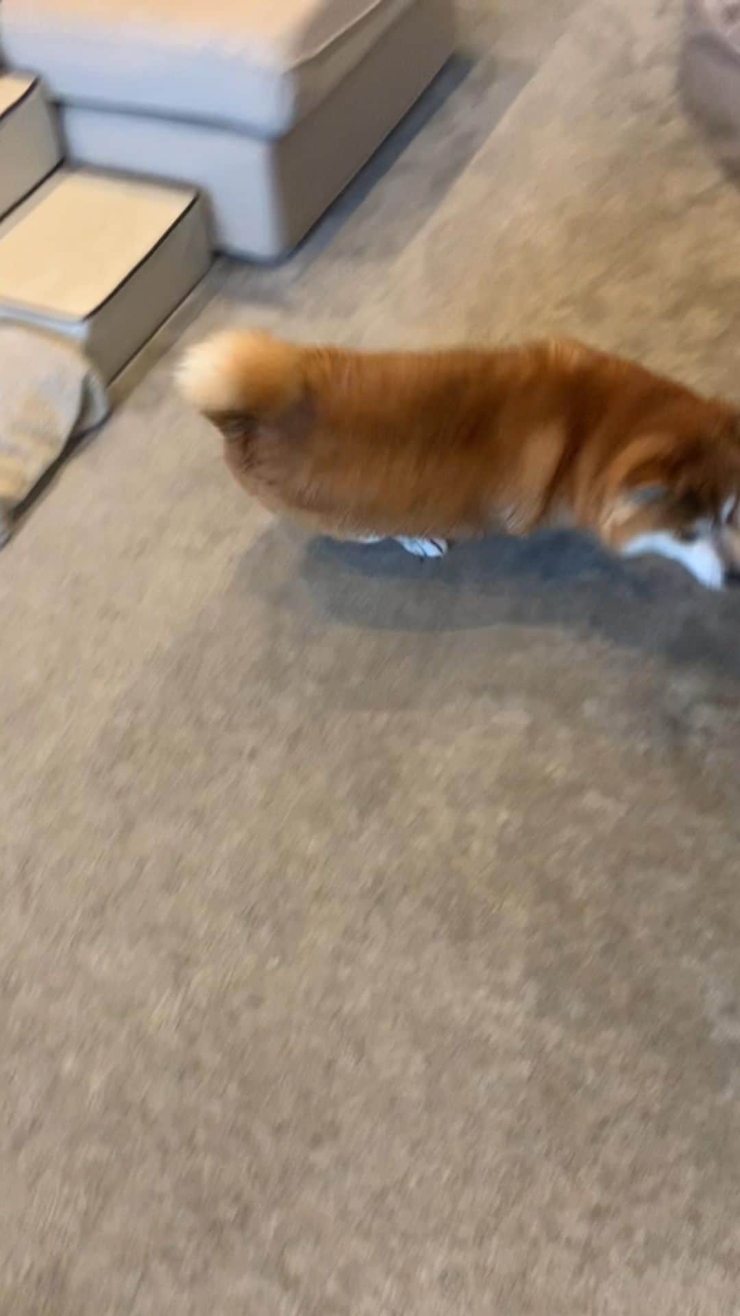 shibainu berryのインスタグラム